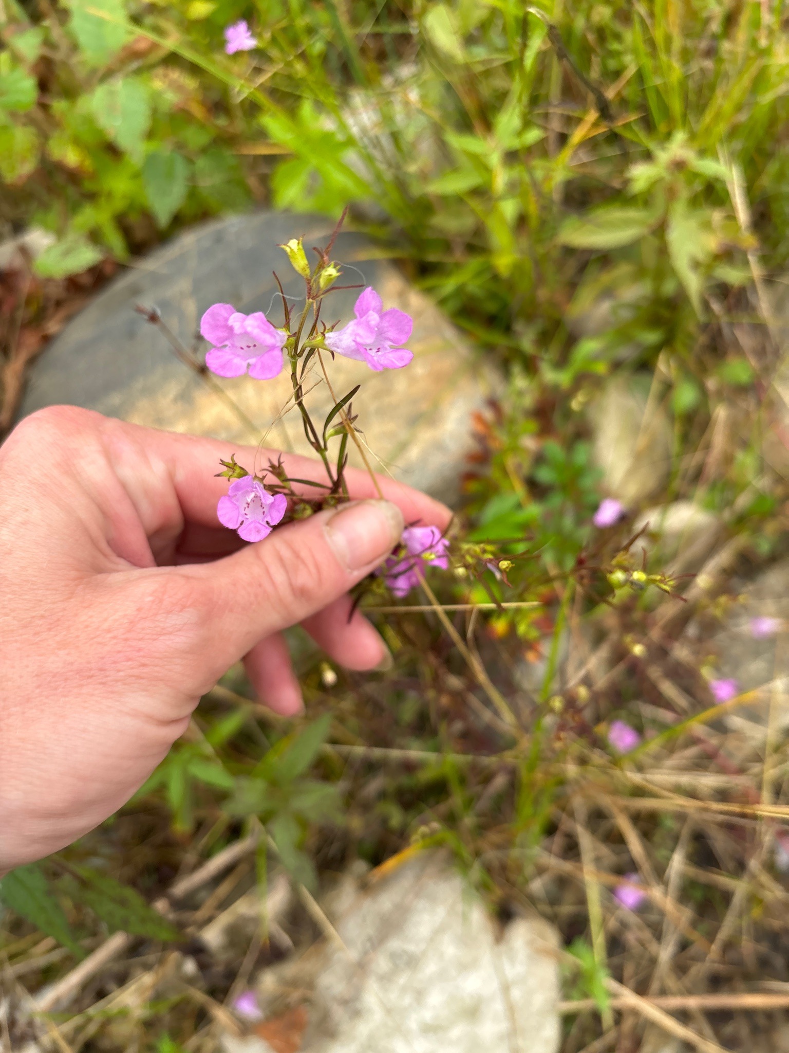 Small-flower Penstemon