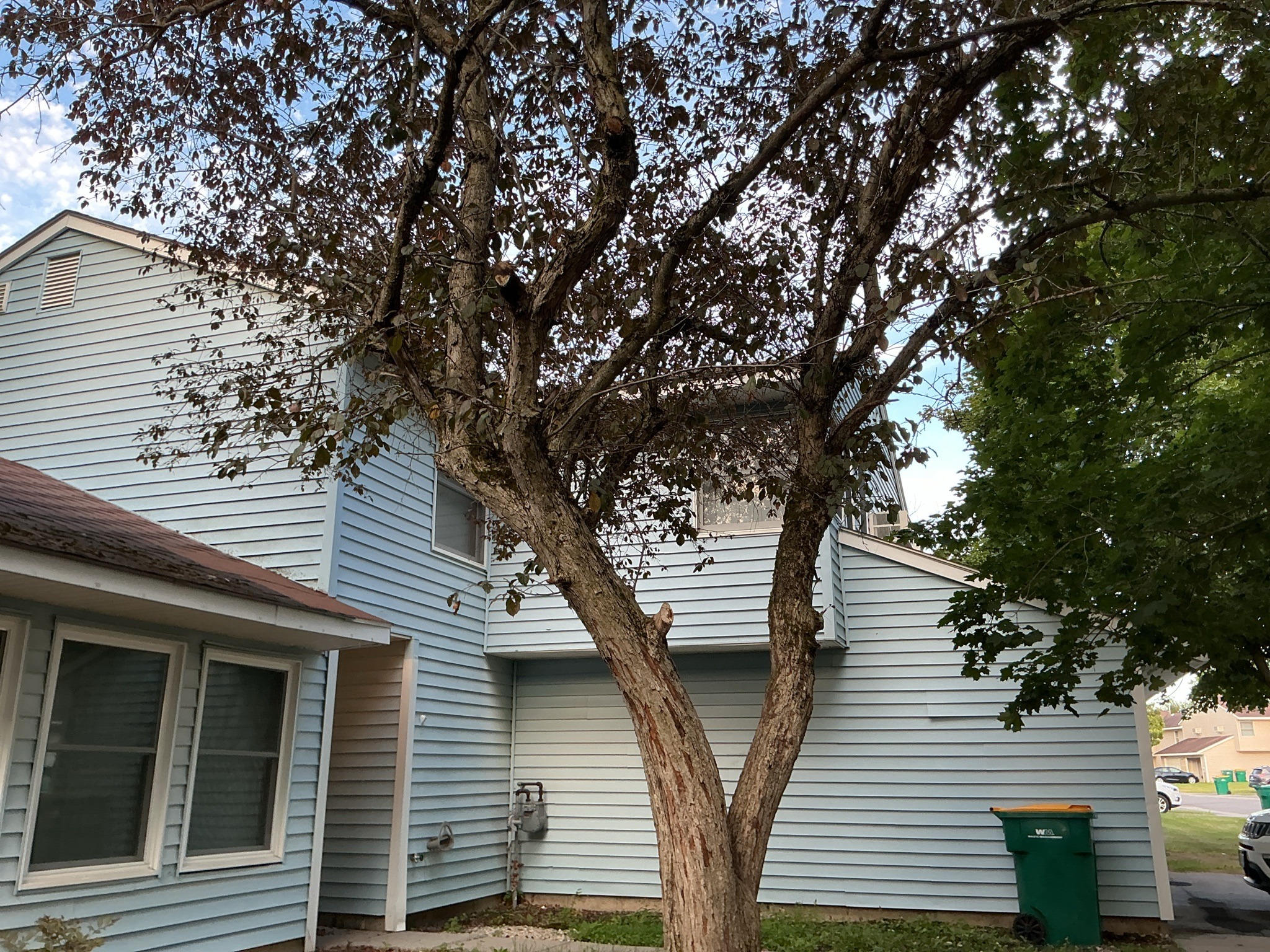 Purpleleaf Plum