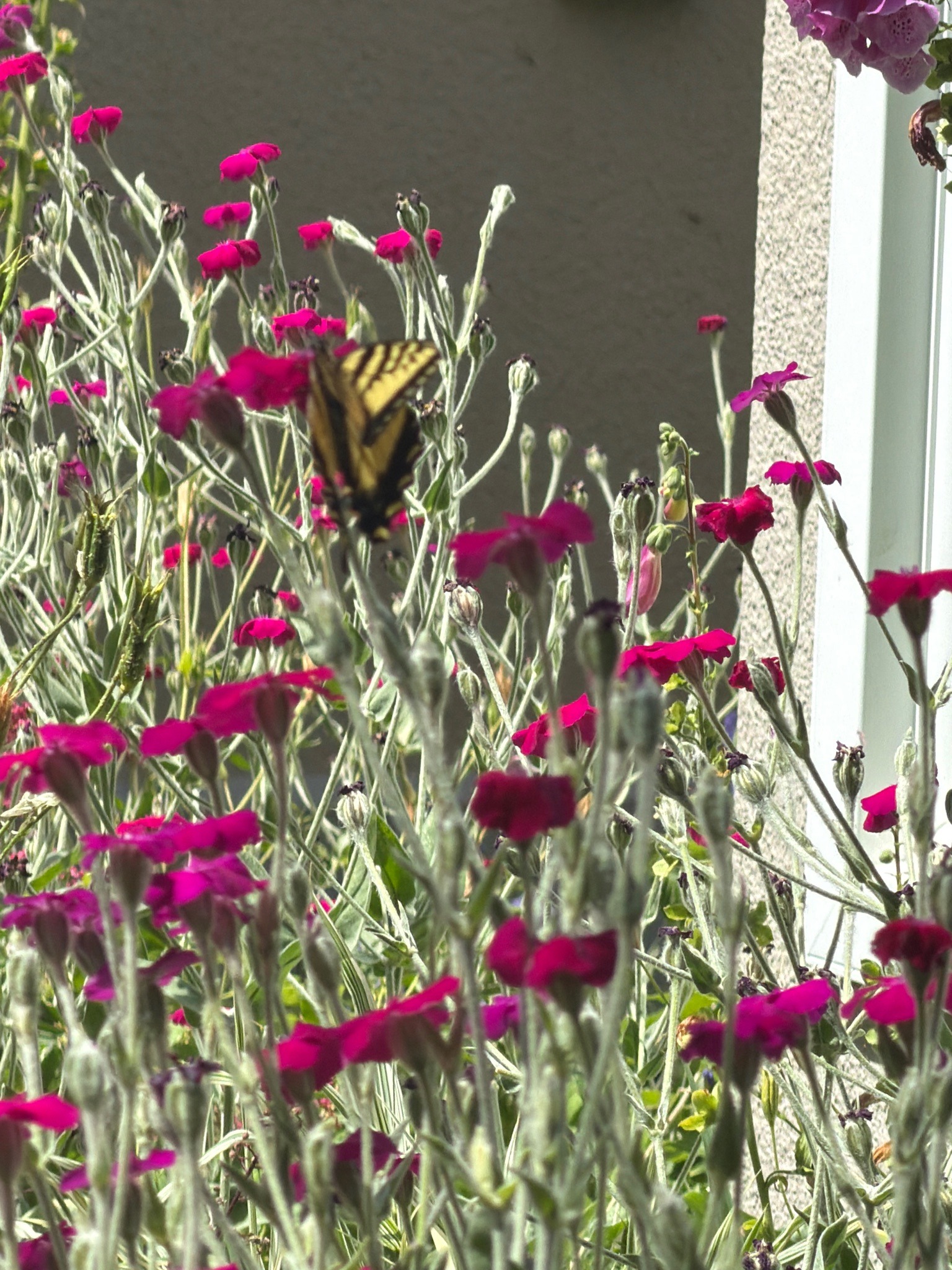 Western Tiger Swallowtail