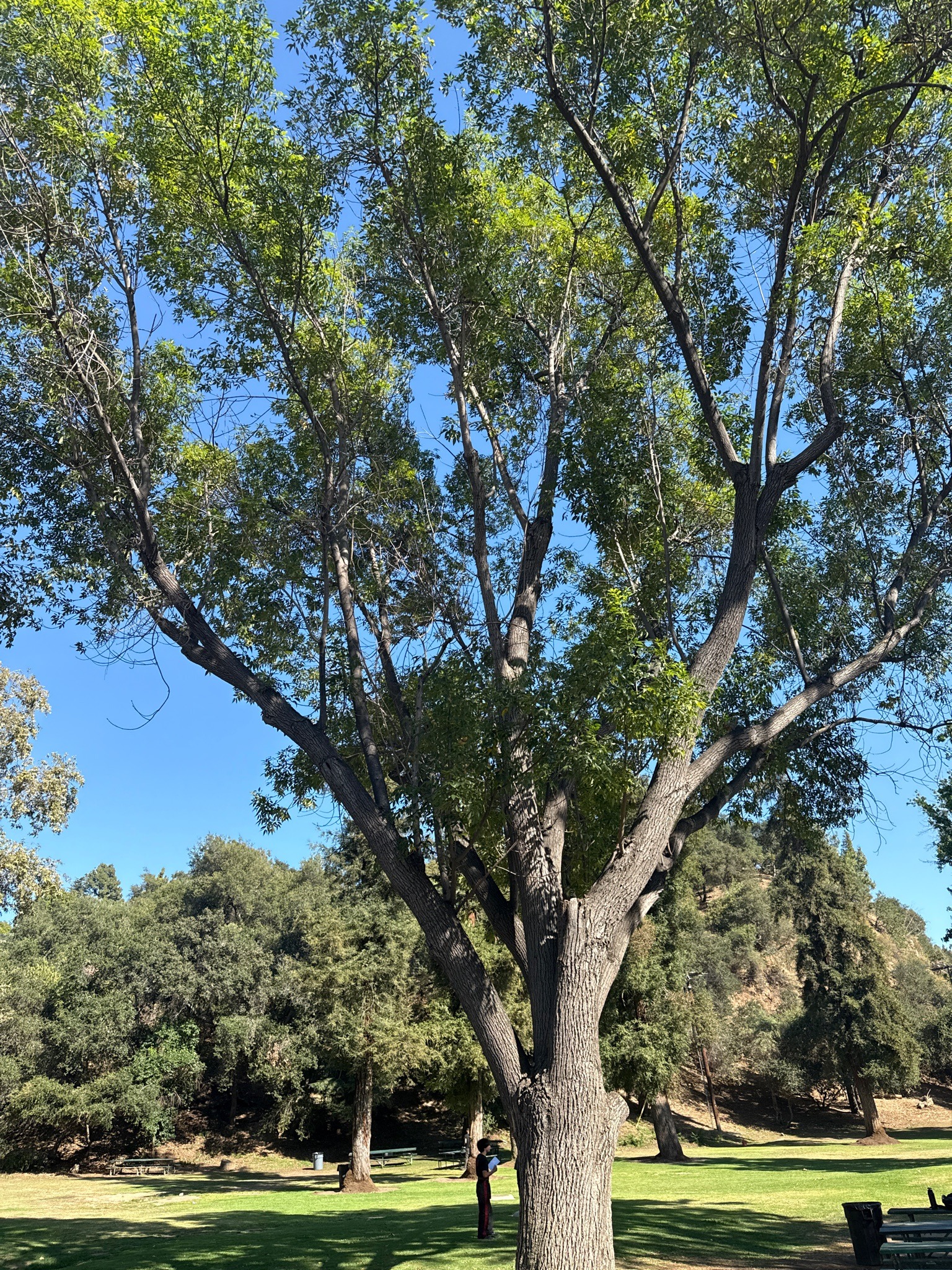 Ash Tree