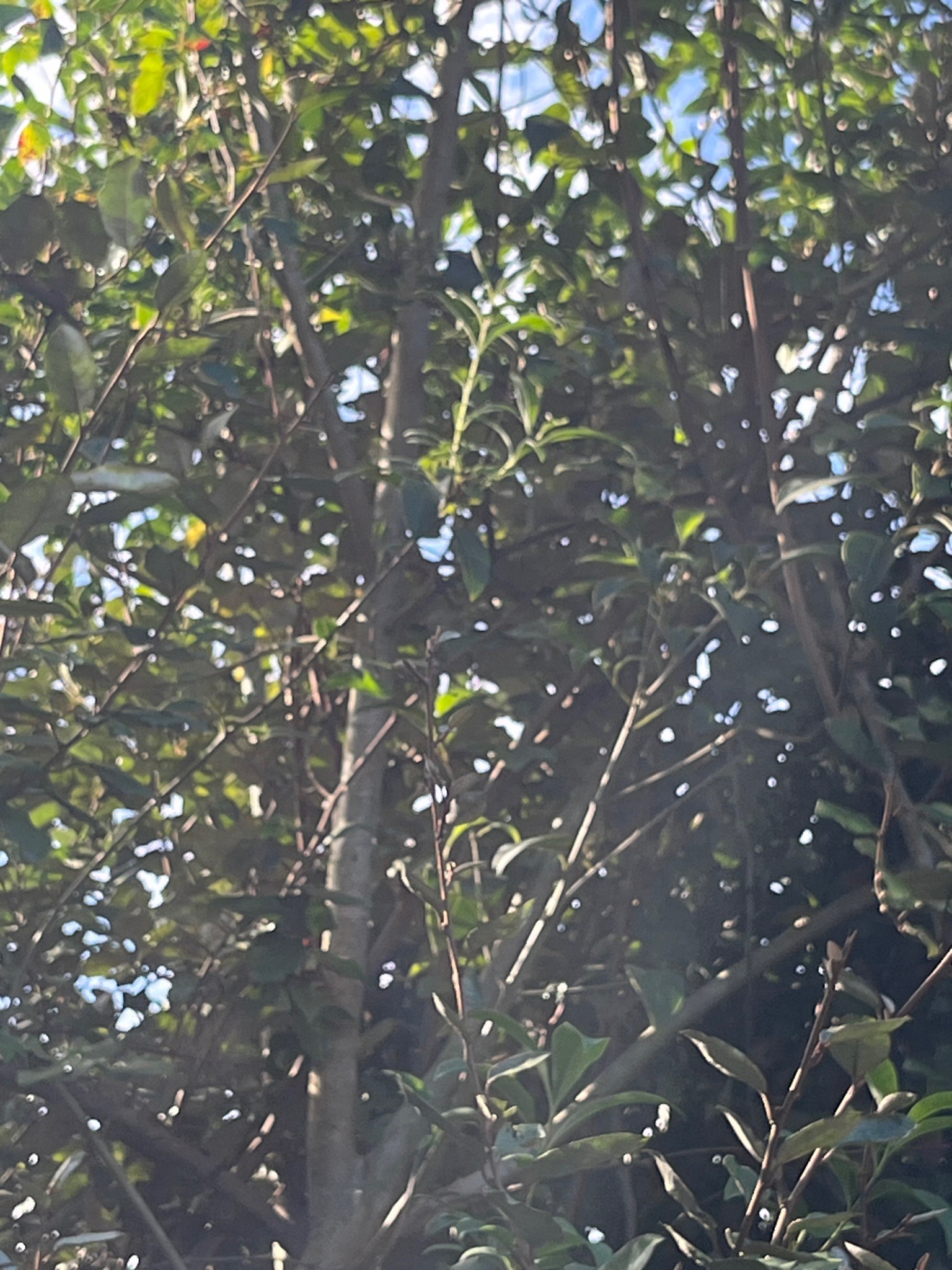 Olive tree