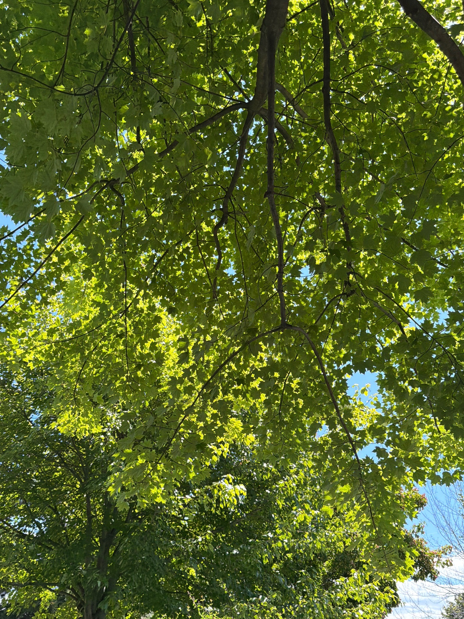Maple Tree