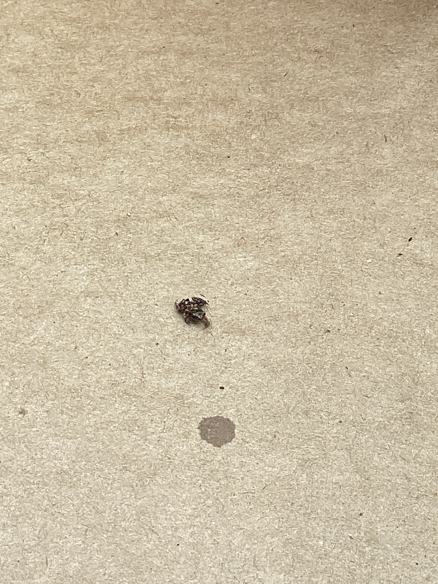 Jumping Spider