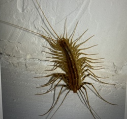 House Centipede