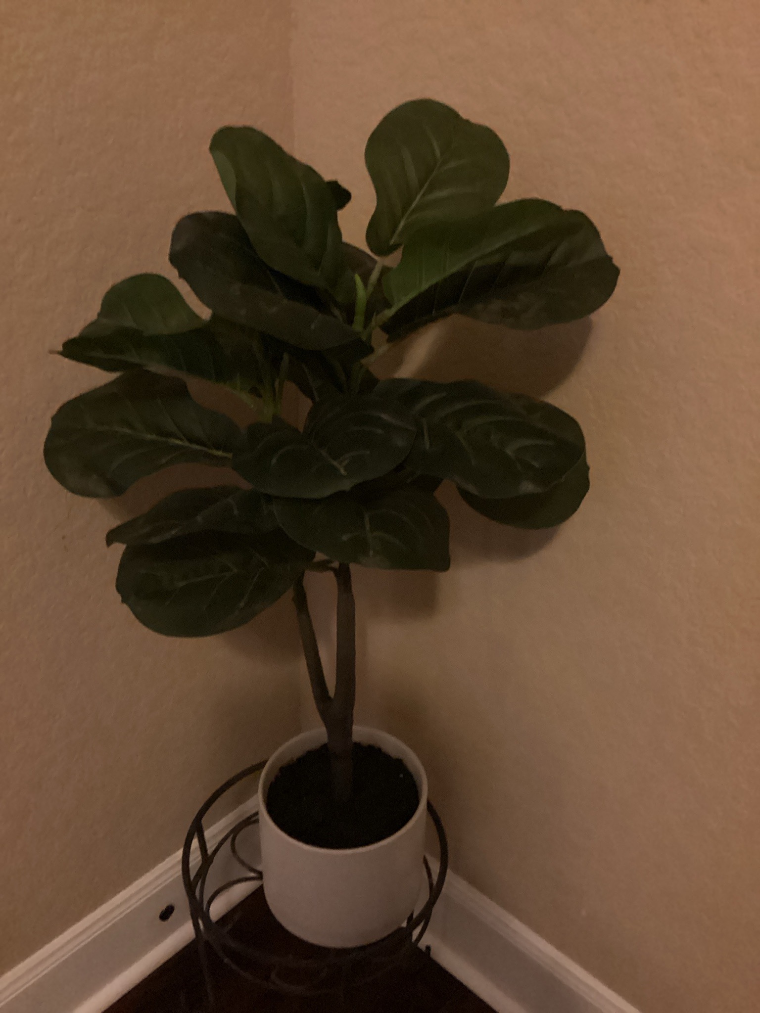 Fiddle Leaf Fig