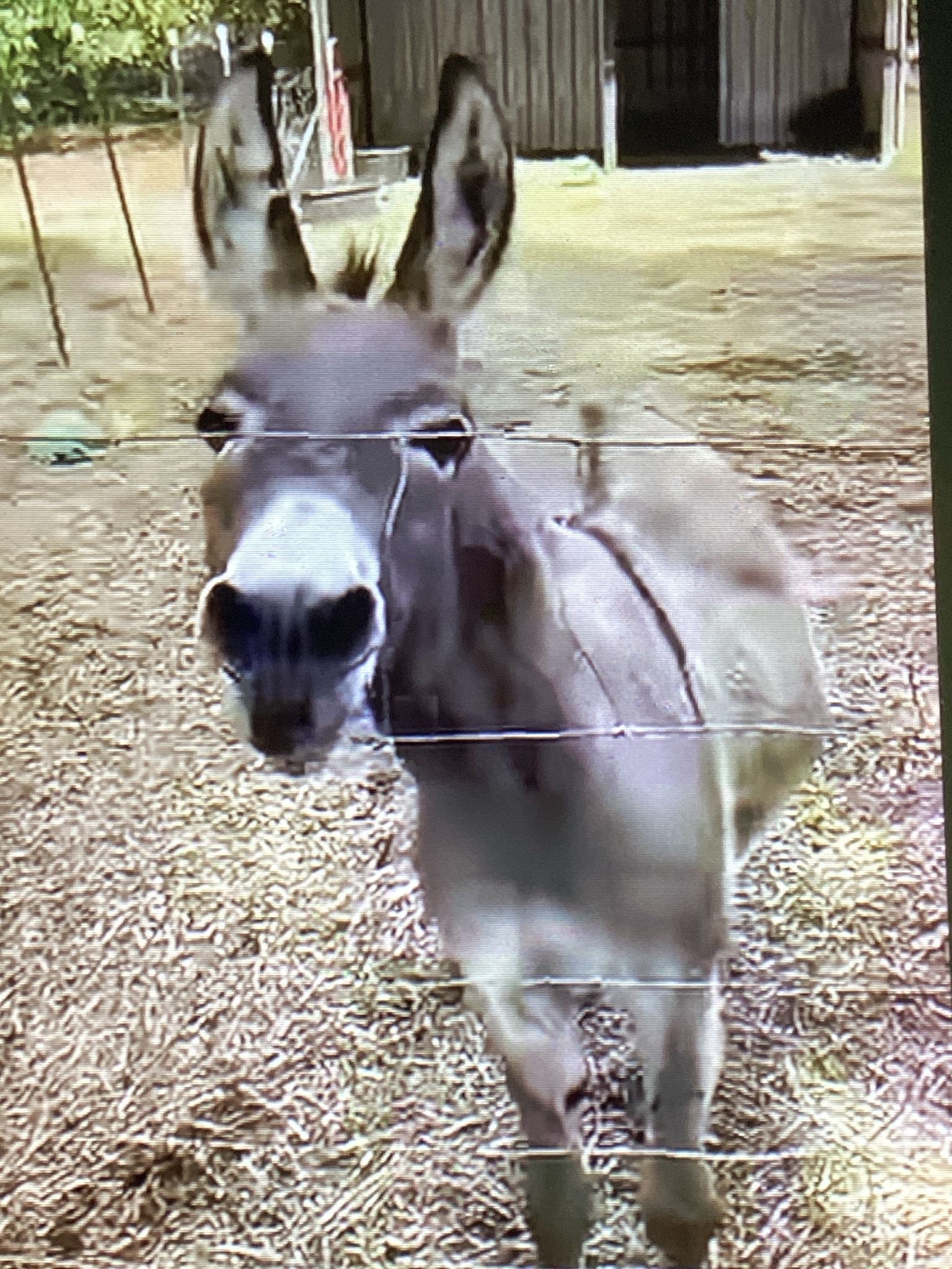 Donkey