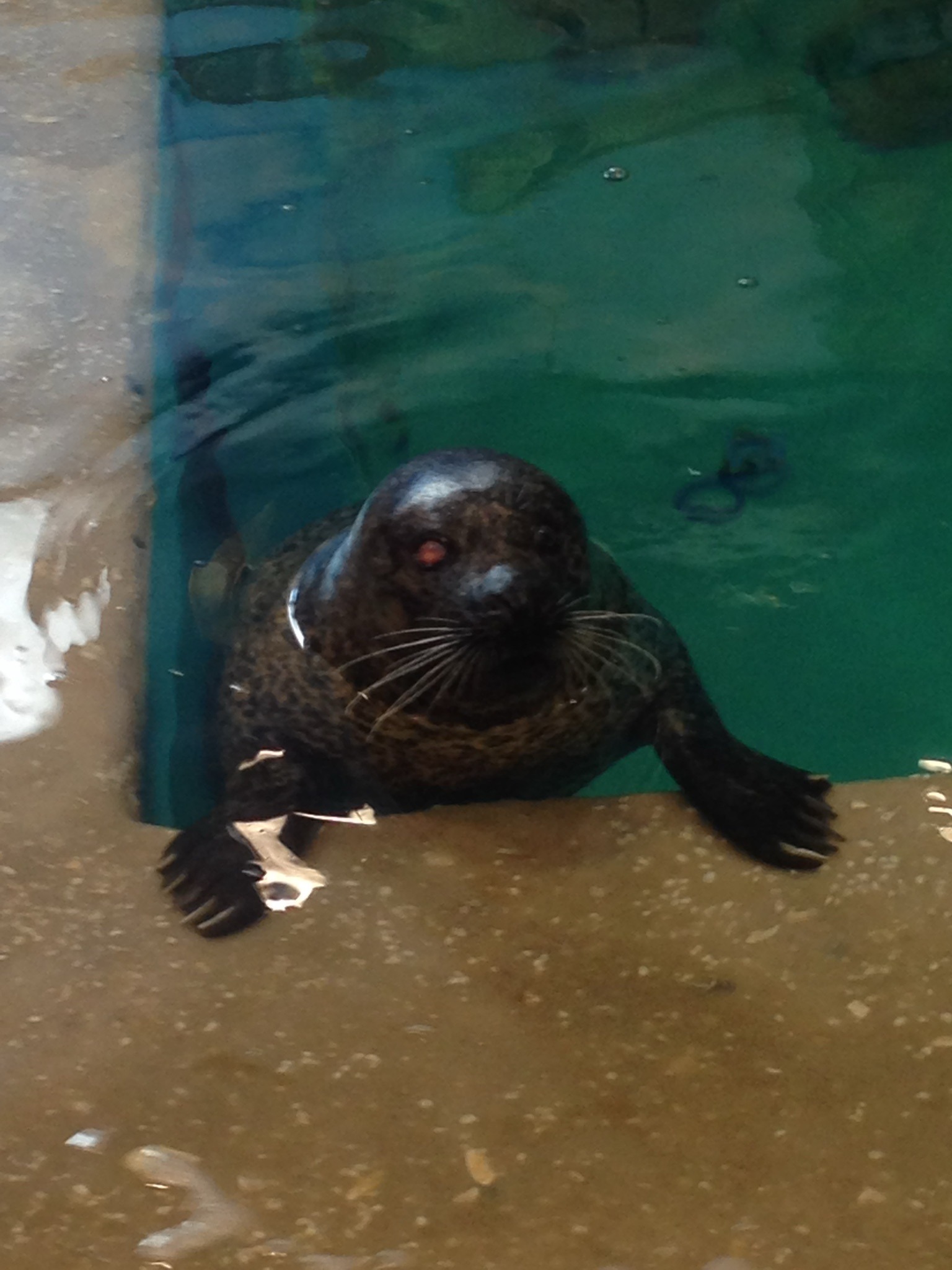 Harbor Seal