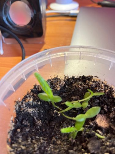 Dragon Fruit Seedlings