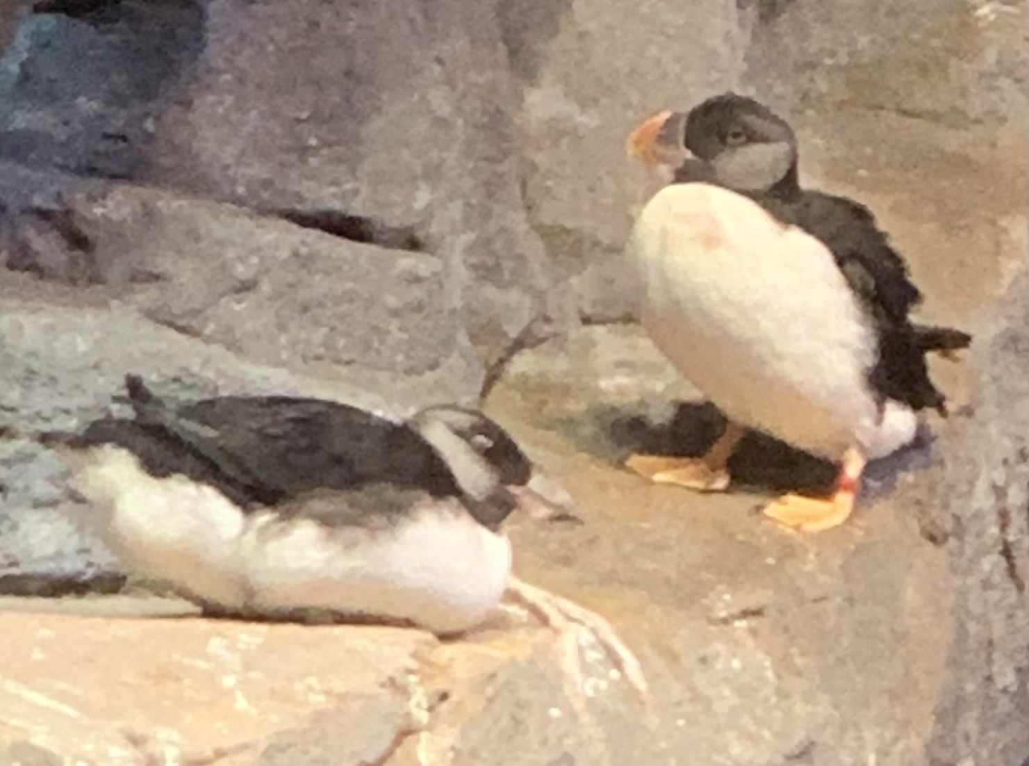 Horned Puffin