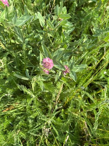 Red Clover