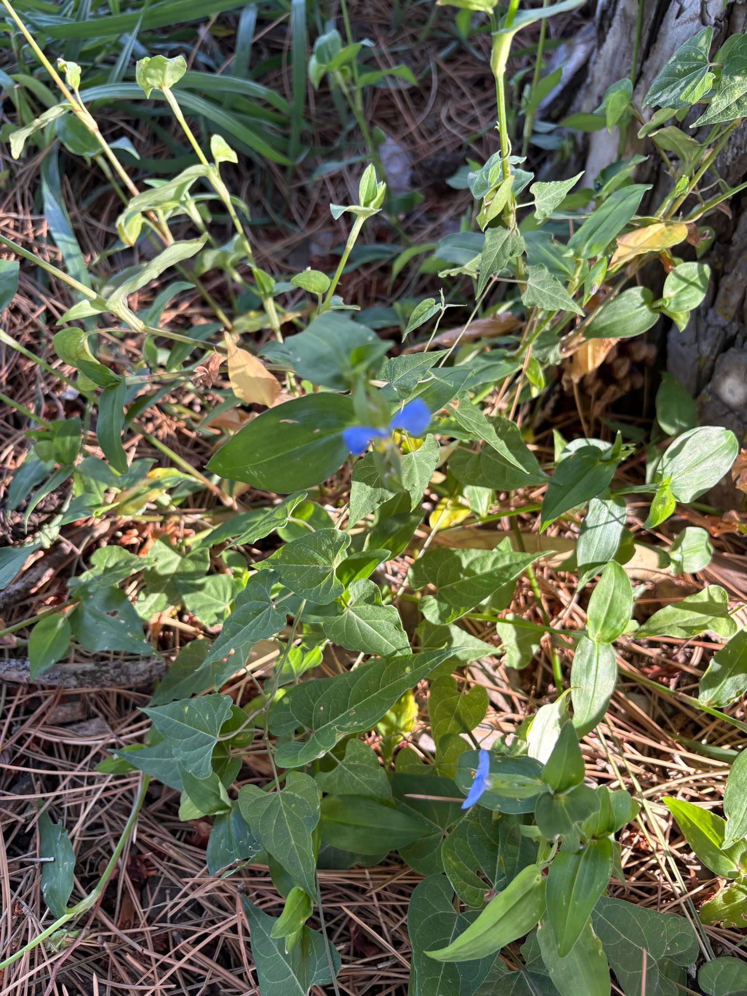 Asiatic Dayflower