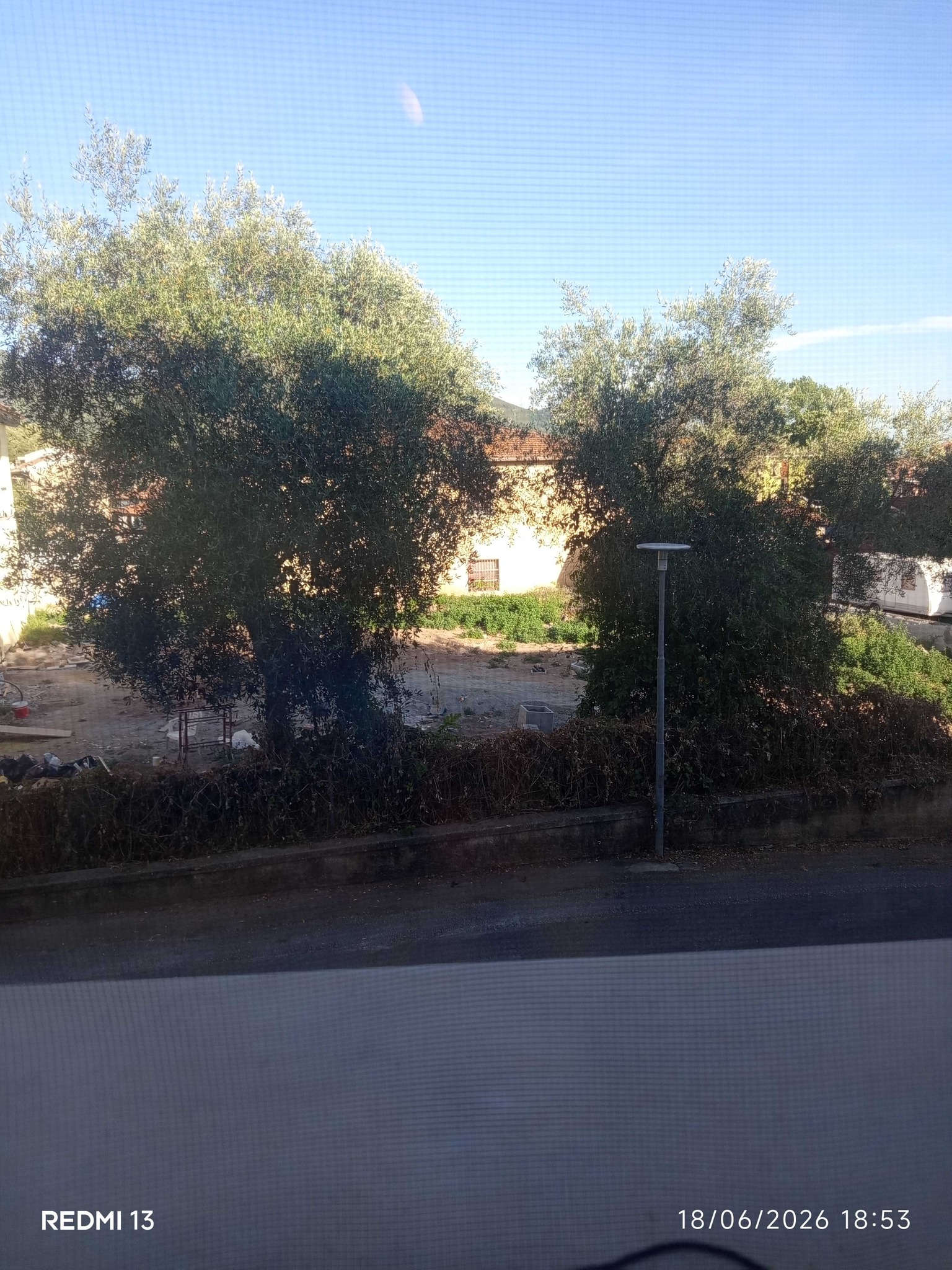 Olive Tree