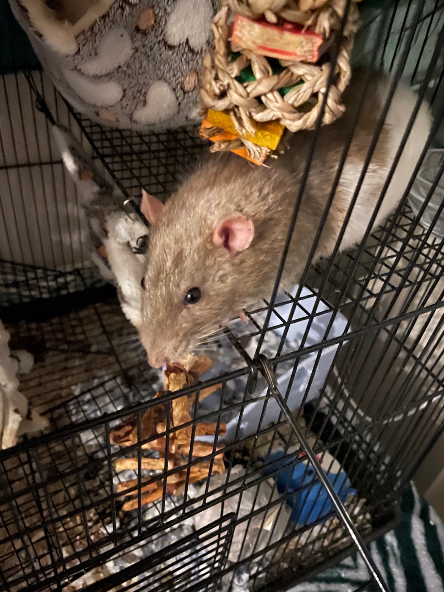 Fancy Rat