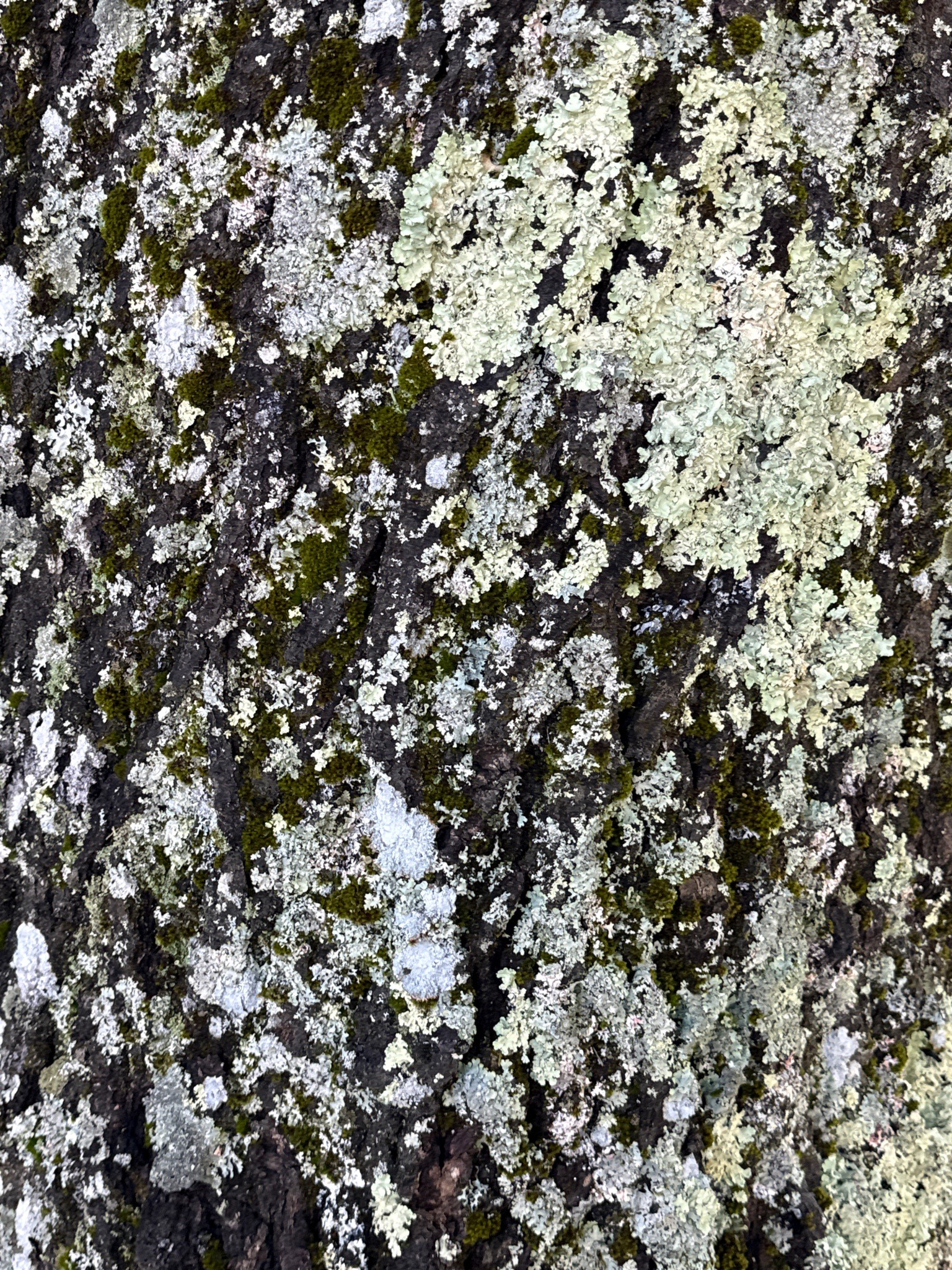 Common Greenshield Lichen and Moss on Bark