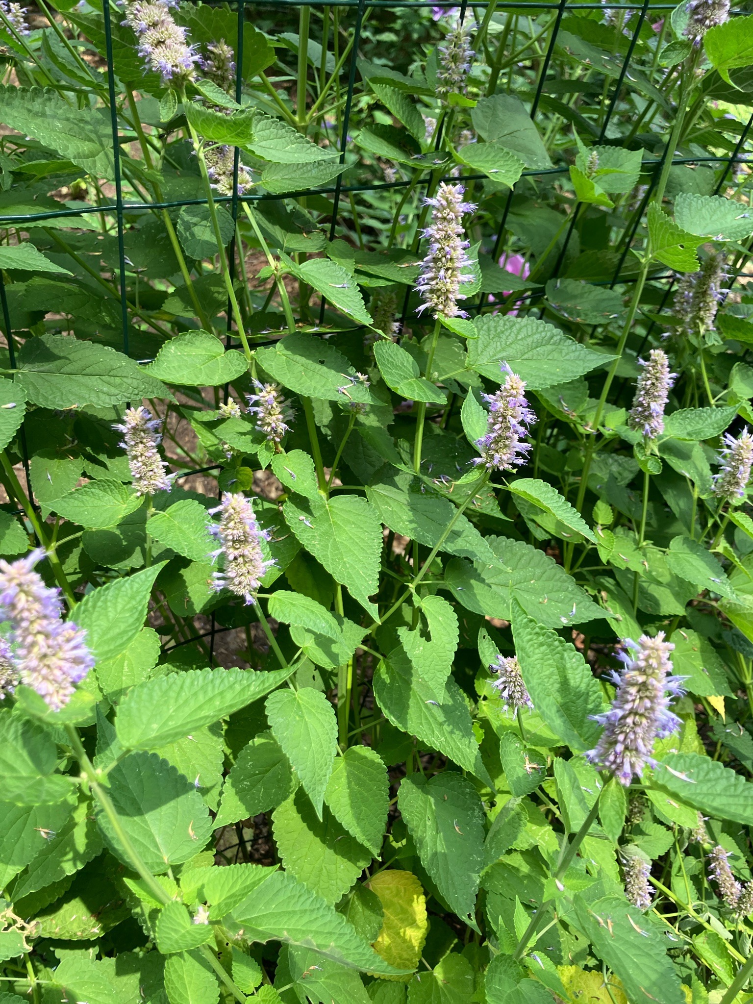Anise Hyssop