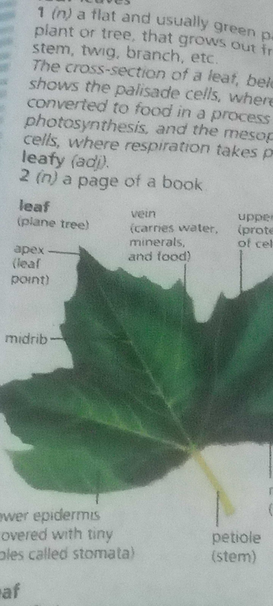 Plane Tree Leaf