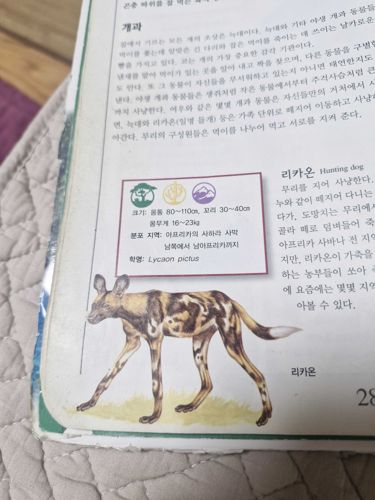 African Wild Dog (Lycaon pictus)