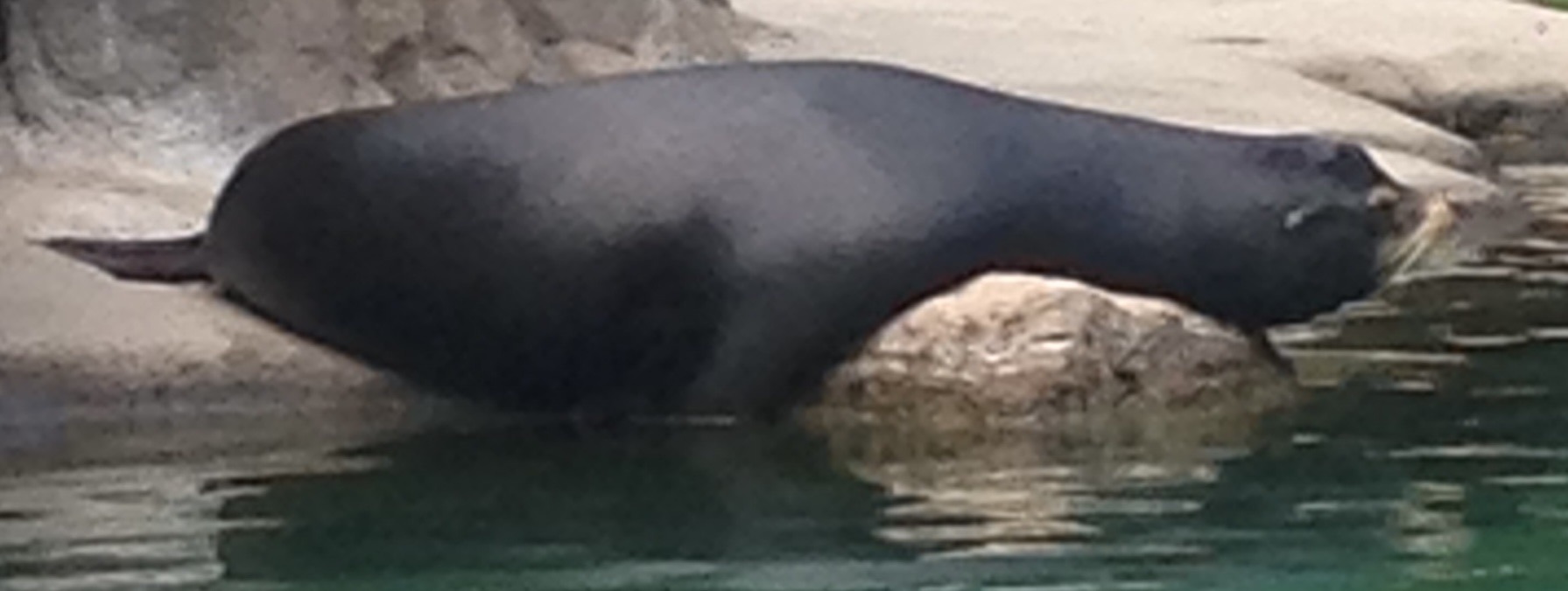 California Sea Lion