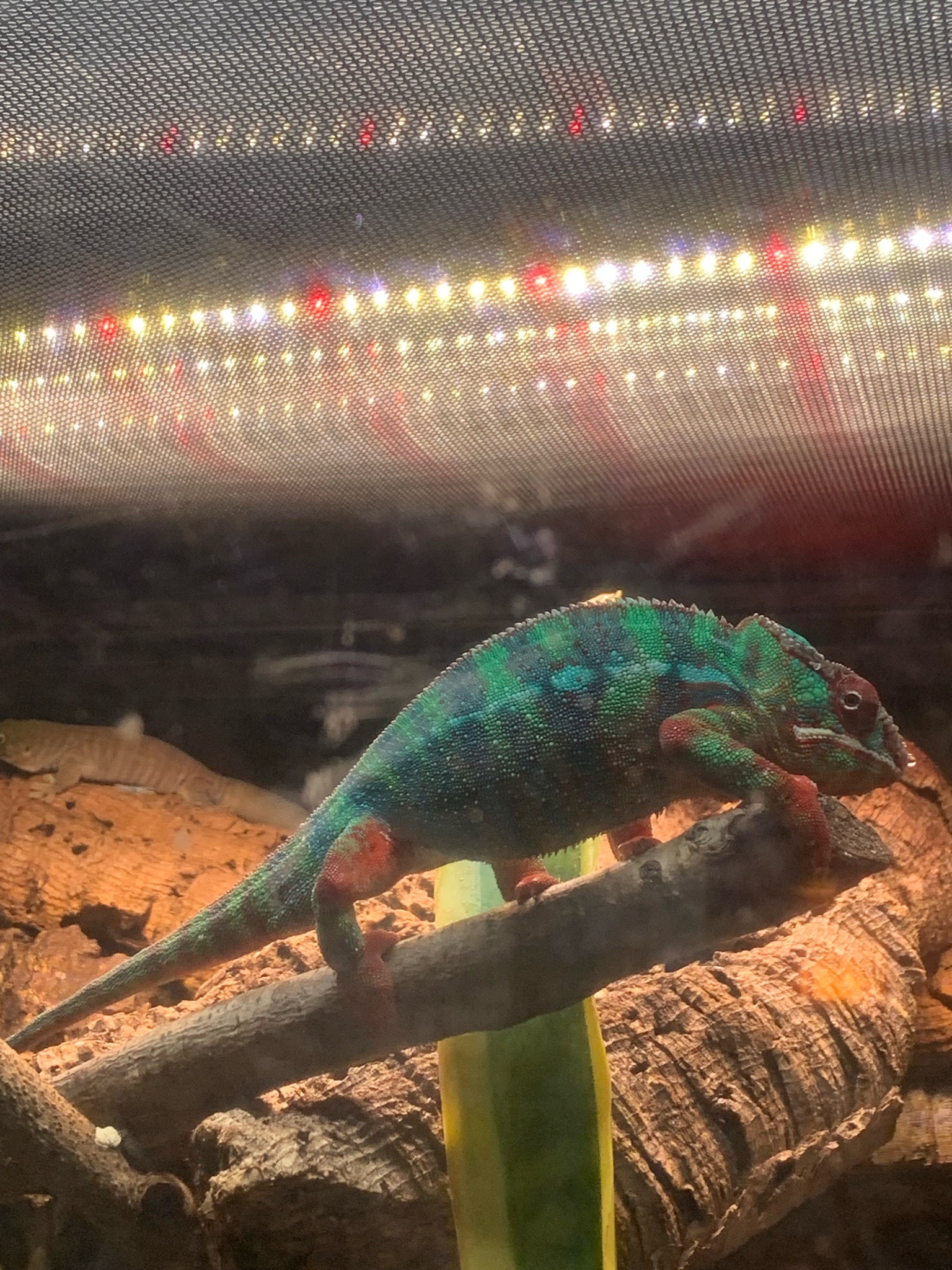 Panther Chameleon