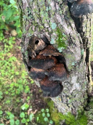 Tree Fungi