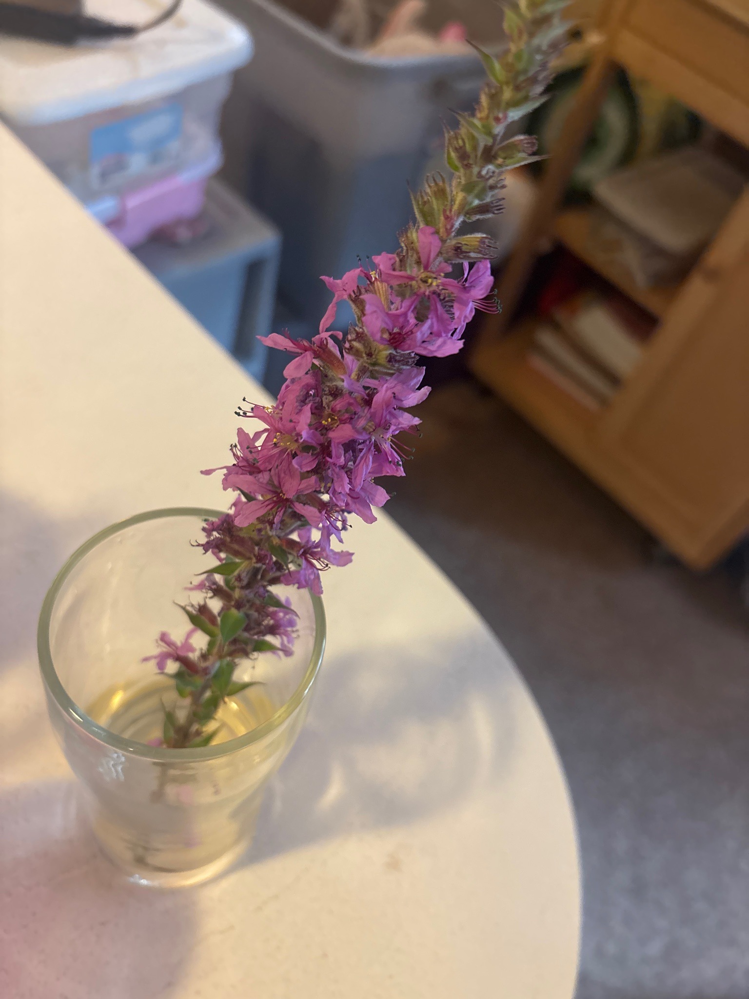 Purple Loosestrife