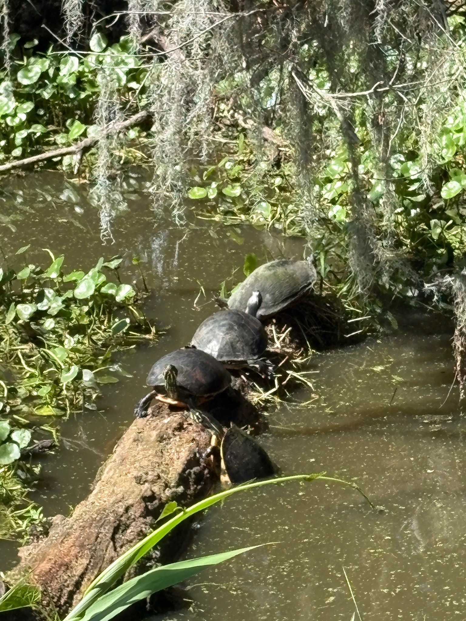 Pond Sliders