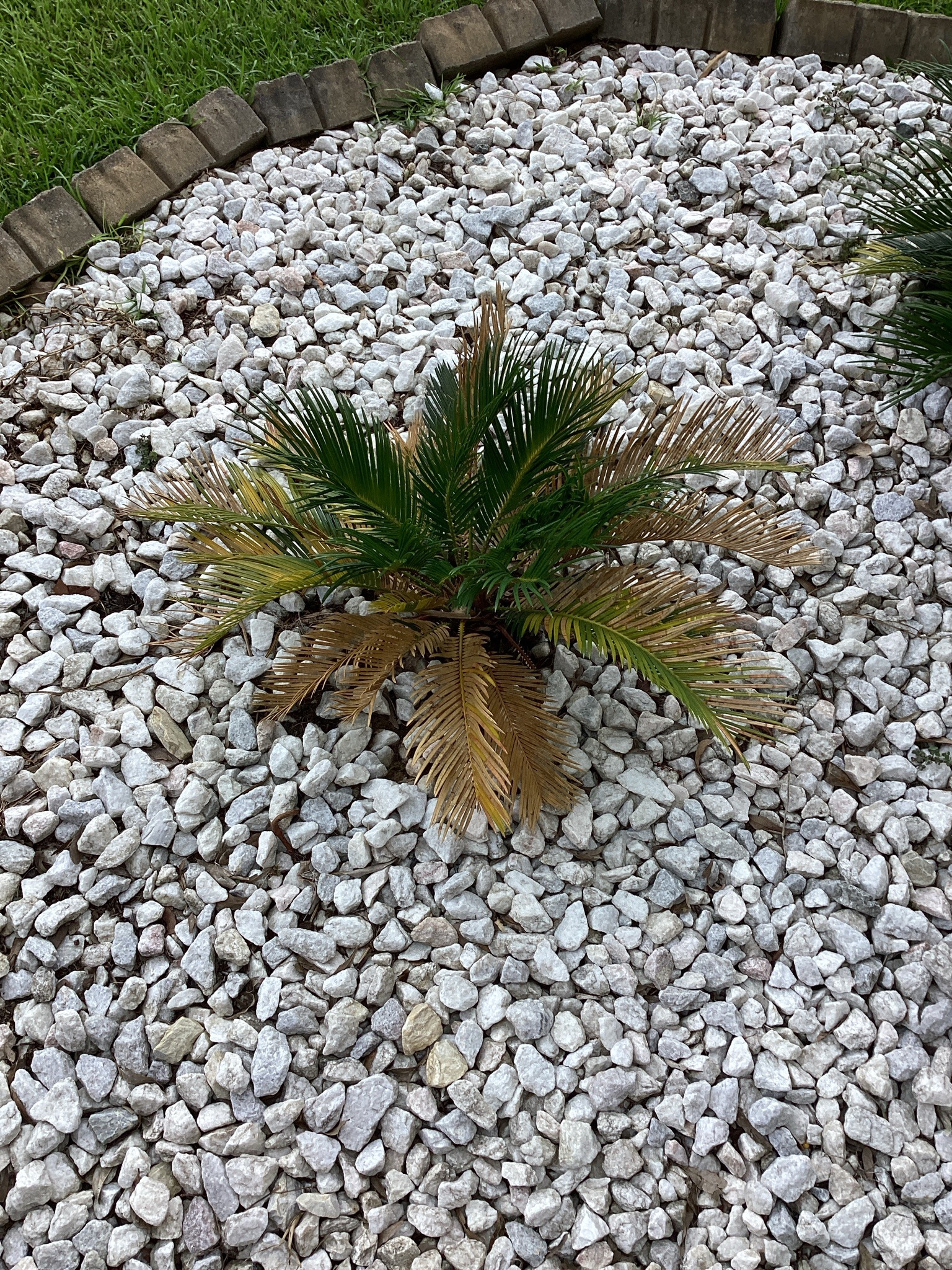 Sago Palm
