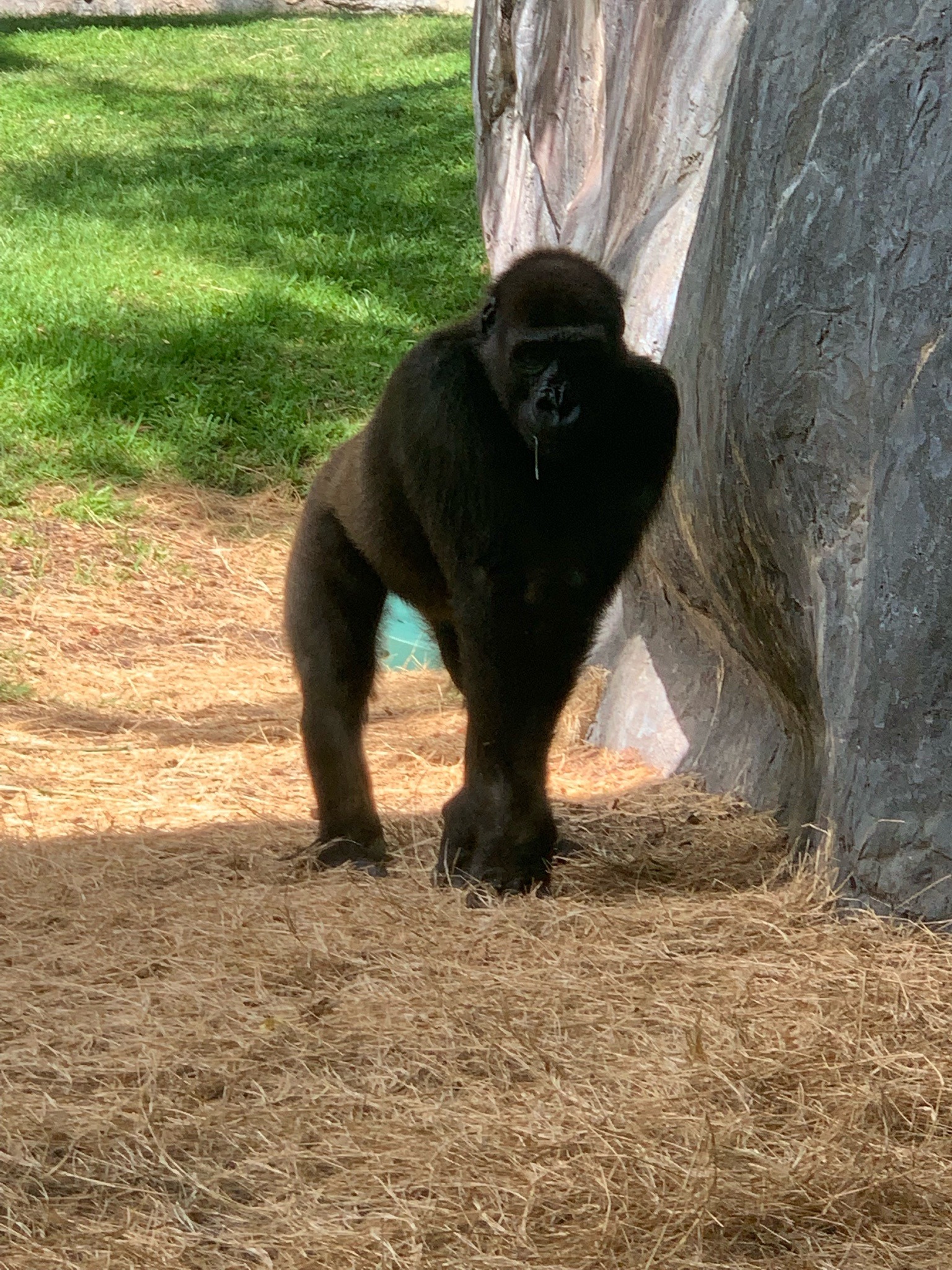 Western Lowland Gorilla