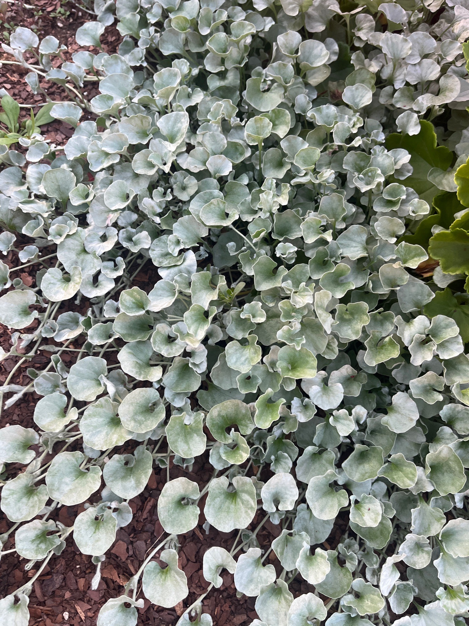 Silver Falls Dichondra