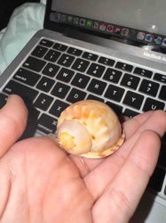 Seashell