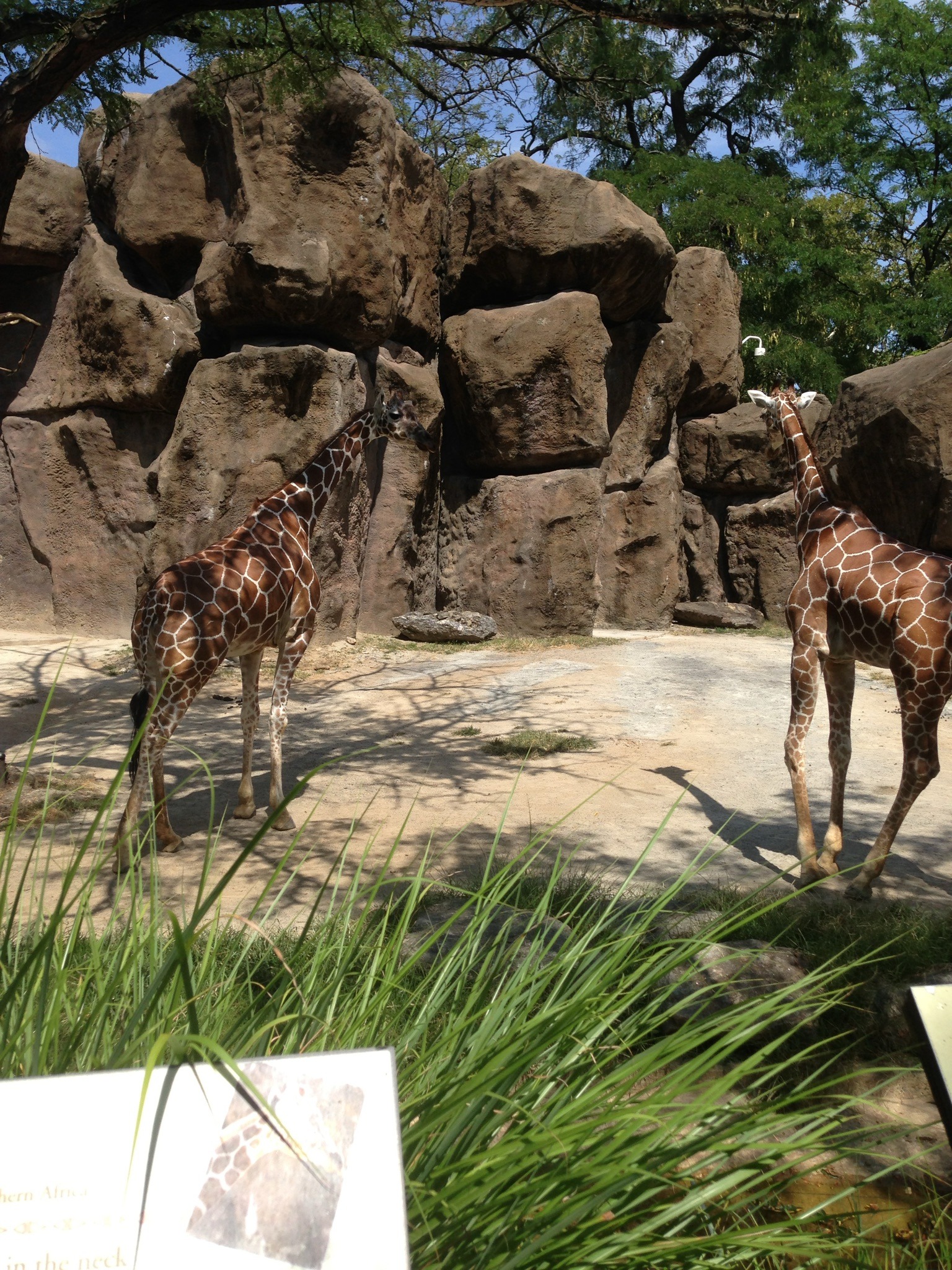 Reticulated giraffe