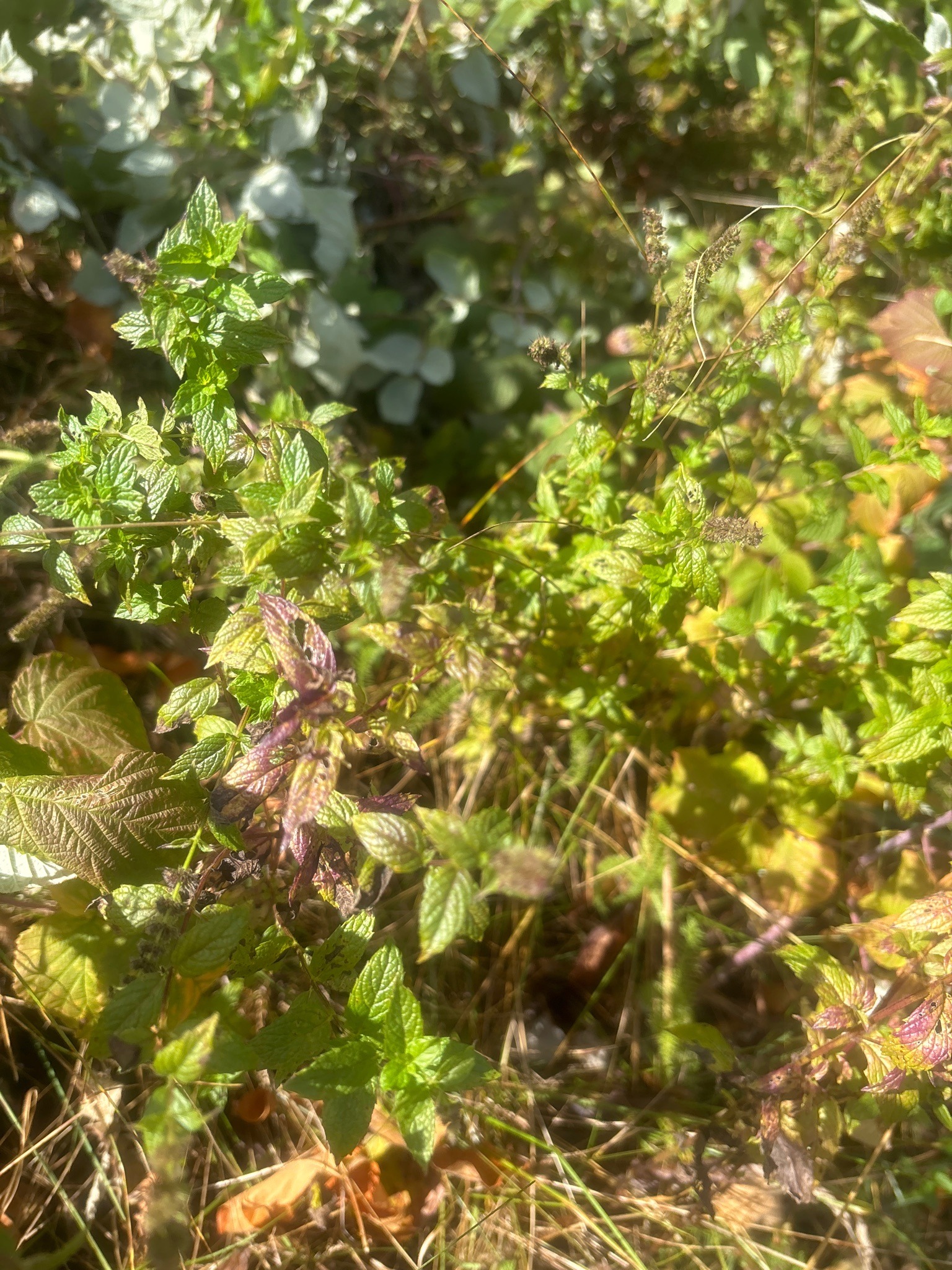 Peppermint