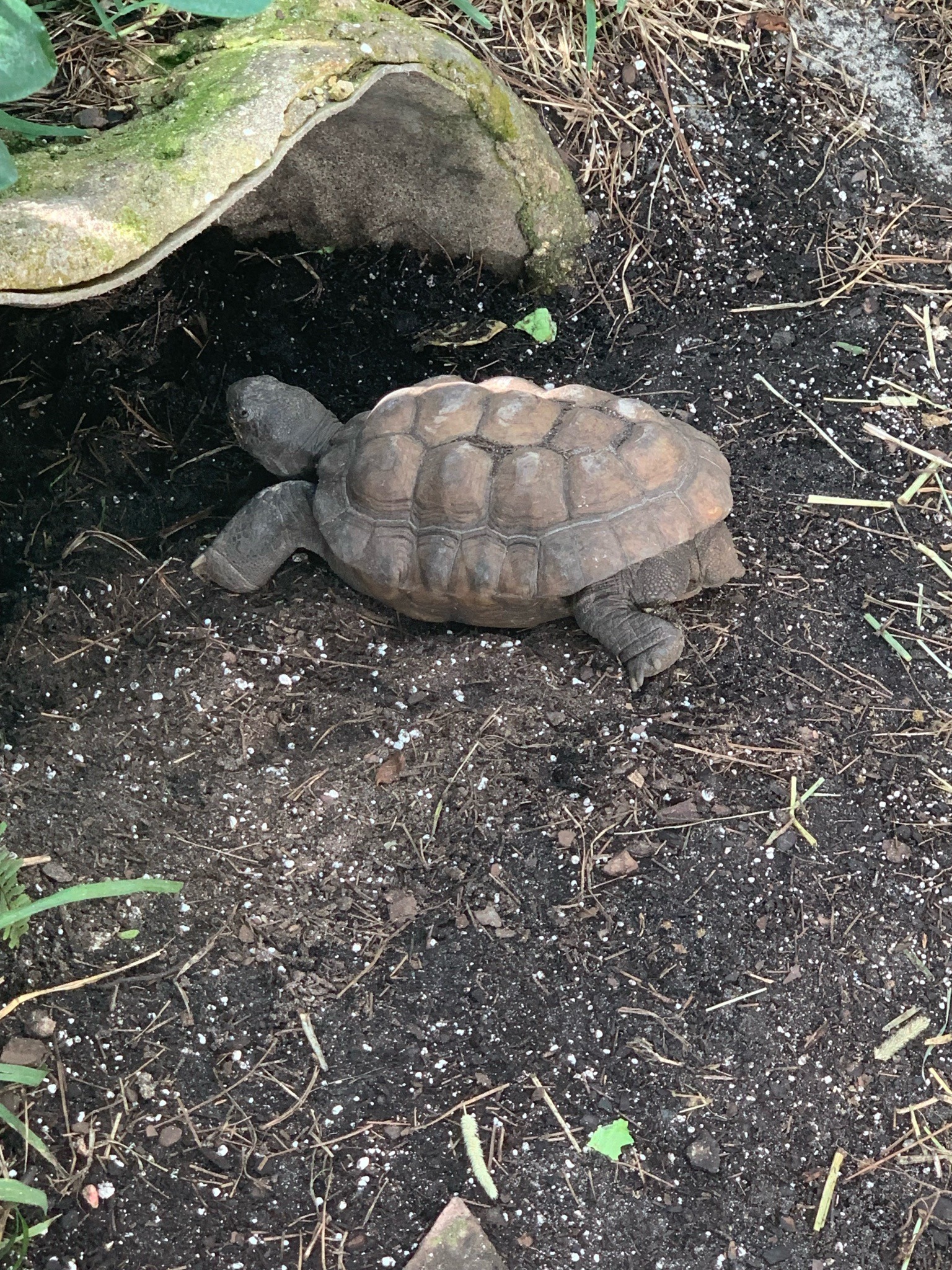 Gopher Tortoise