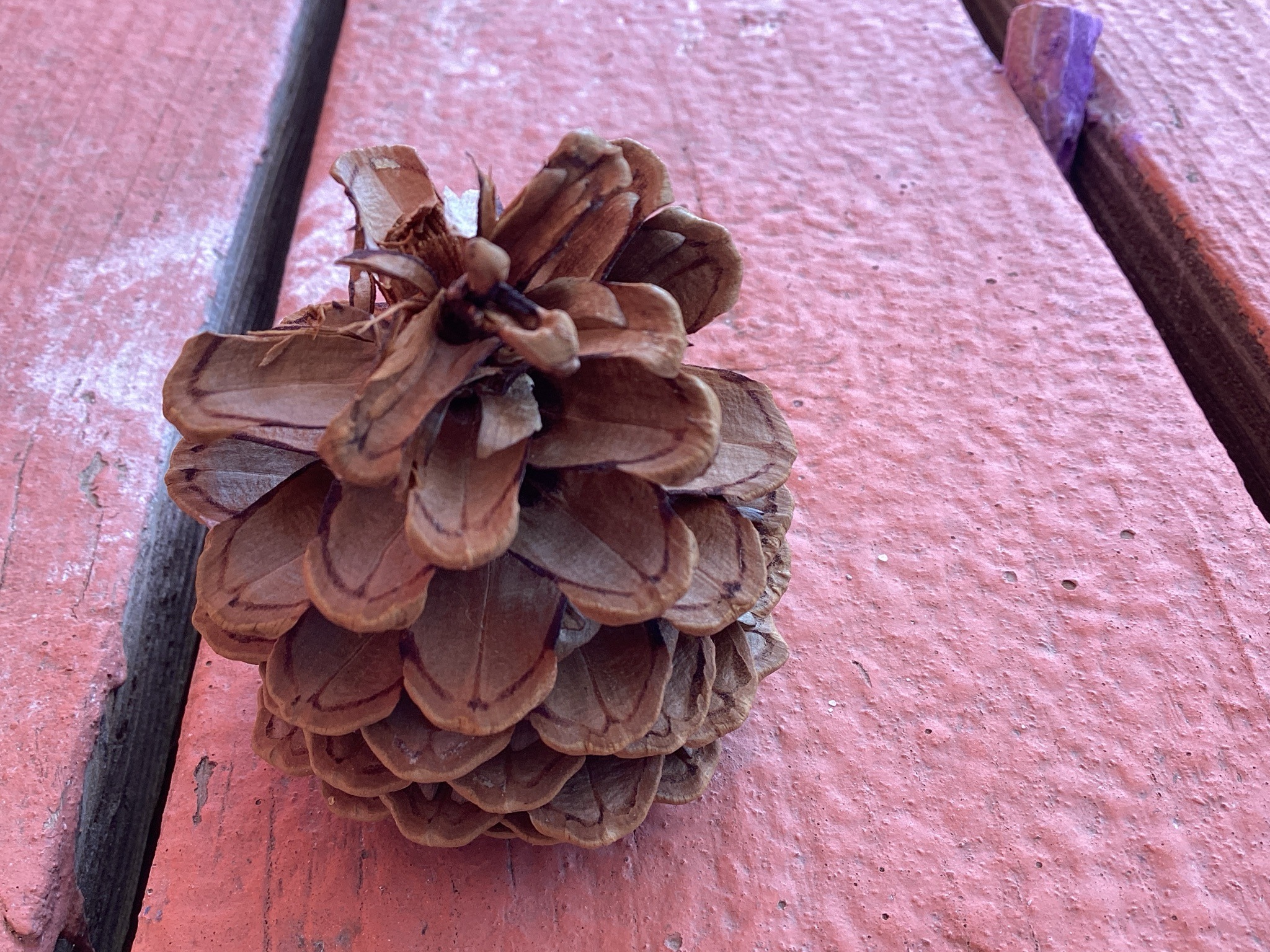 Pine Cone