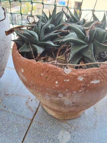 Haworthiopsis limifolia