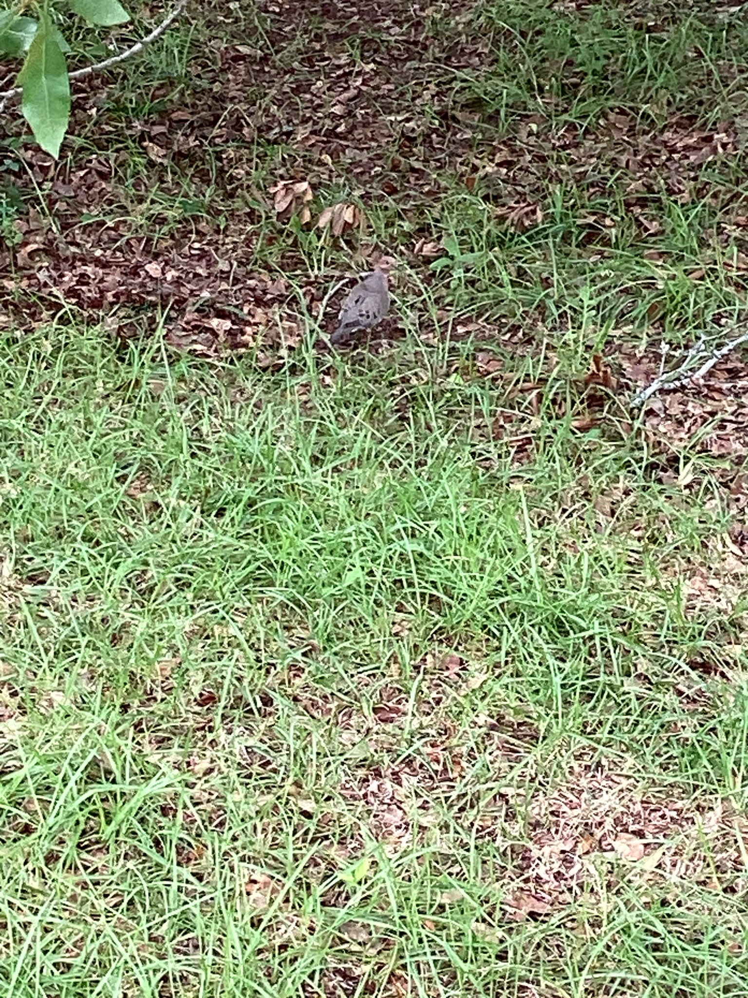 Mourning Dove