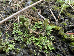Pixie Cup Lichen (Cladonia pyxidata and similar species)