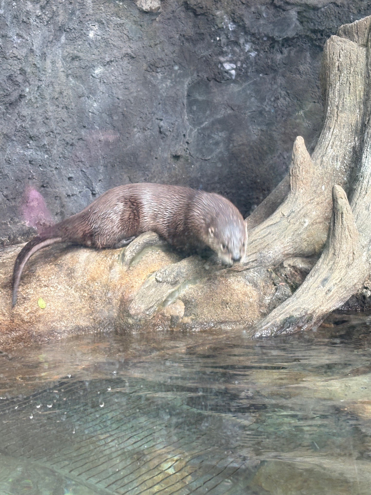 North American River Otter