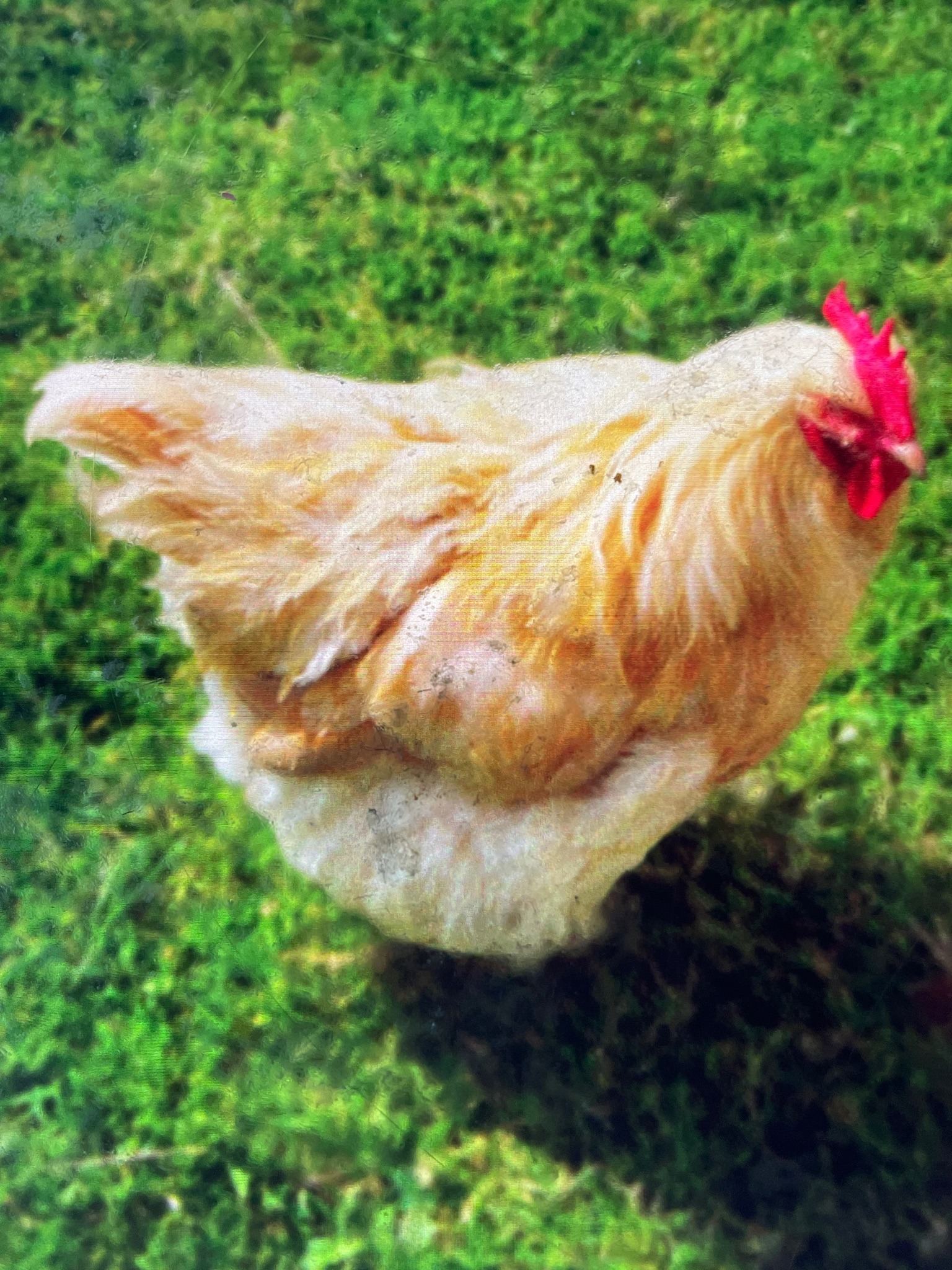 Chicken