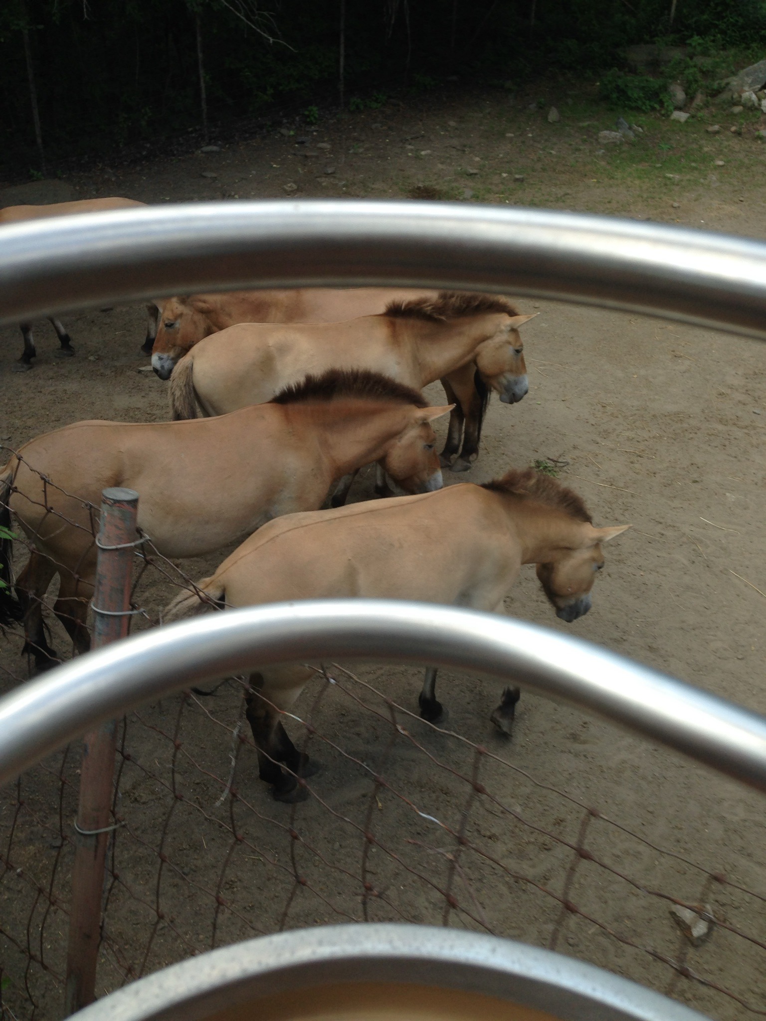 Przewalski's Horse