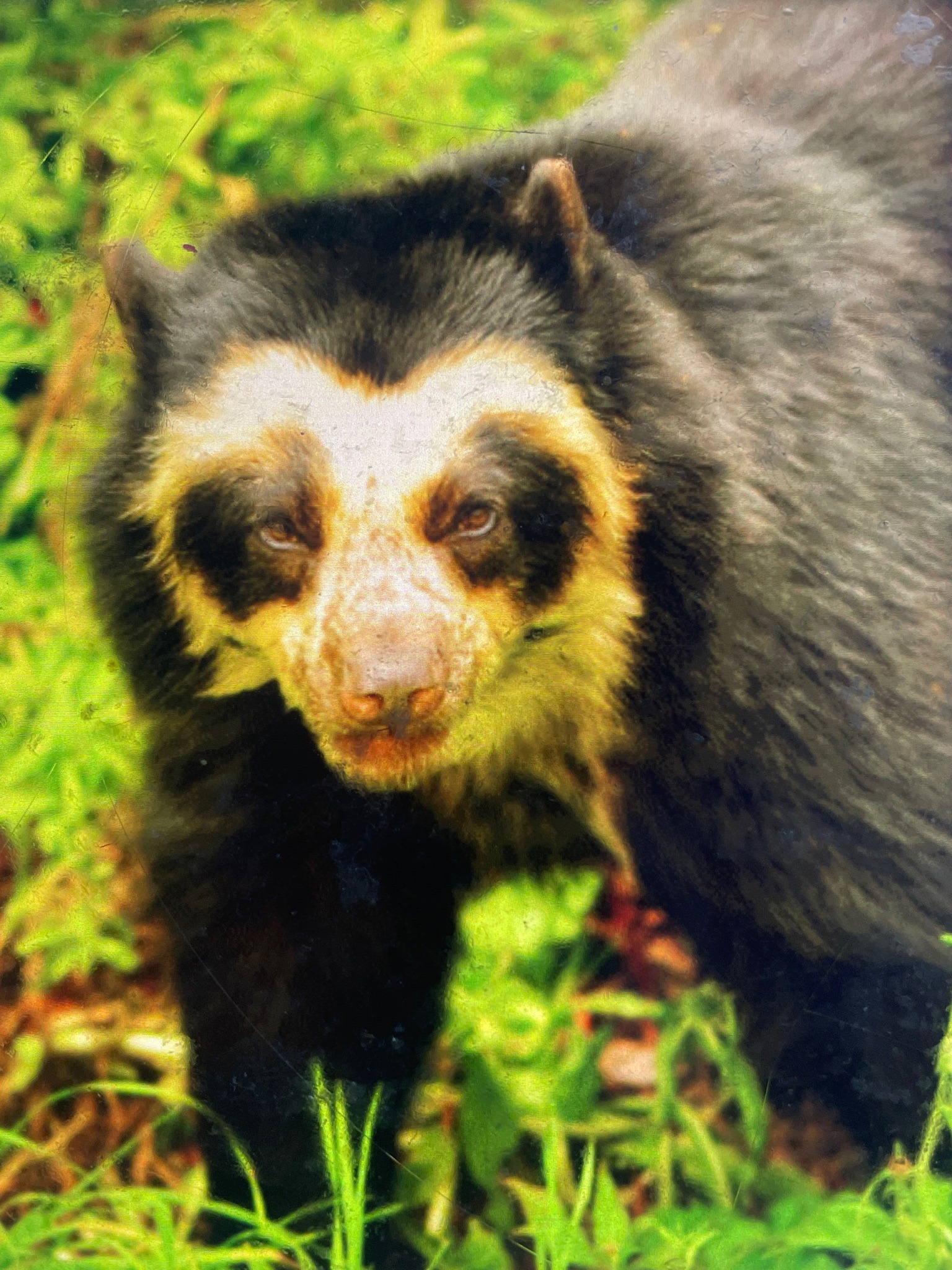 Spectacled Bear