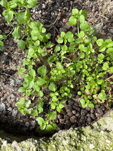 Chickweed