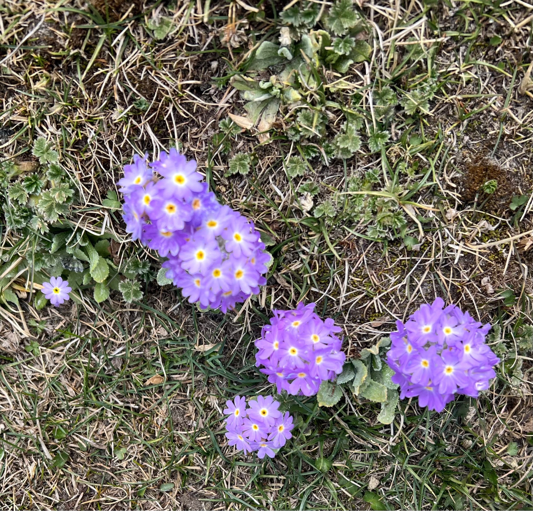 Denticulate Primrose