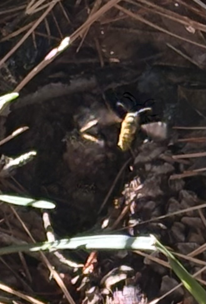 Yellowjacket