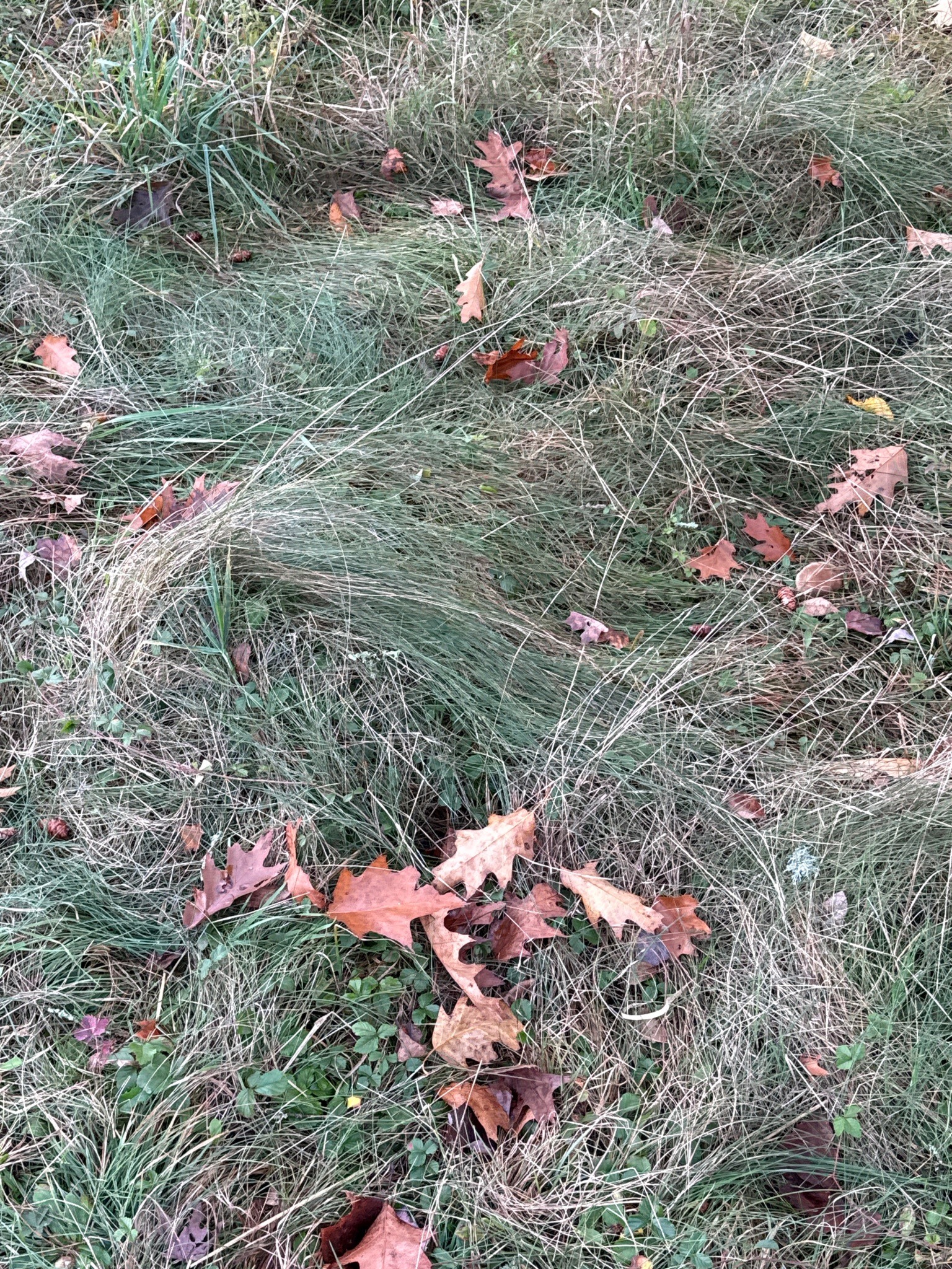Grassy Habitat with Fallen Leaves