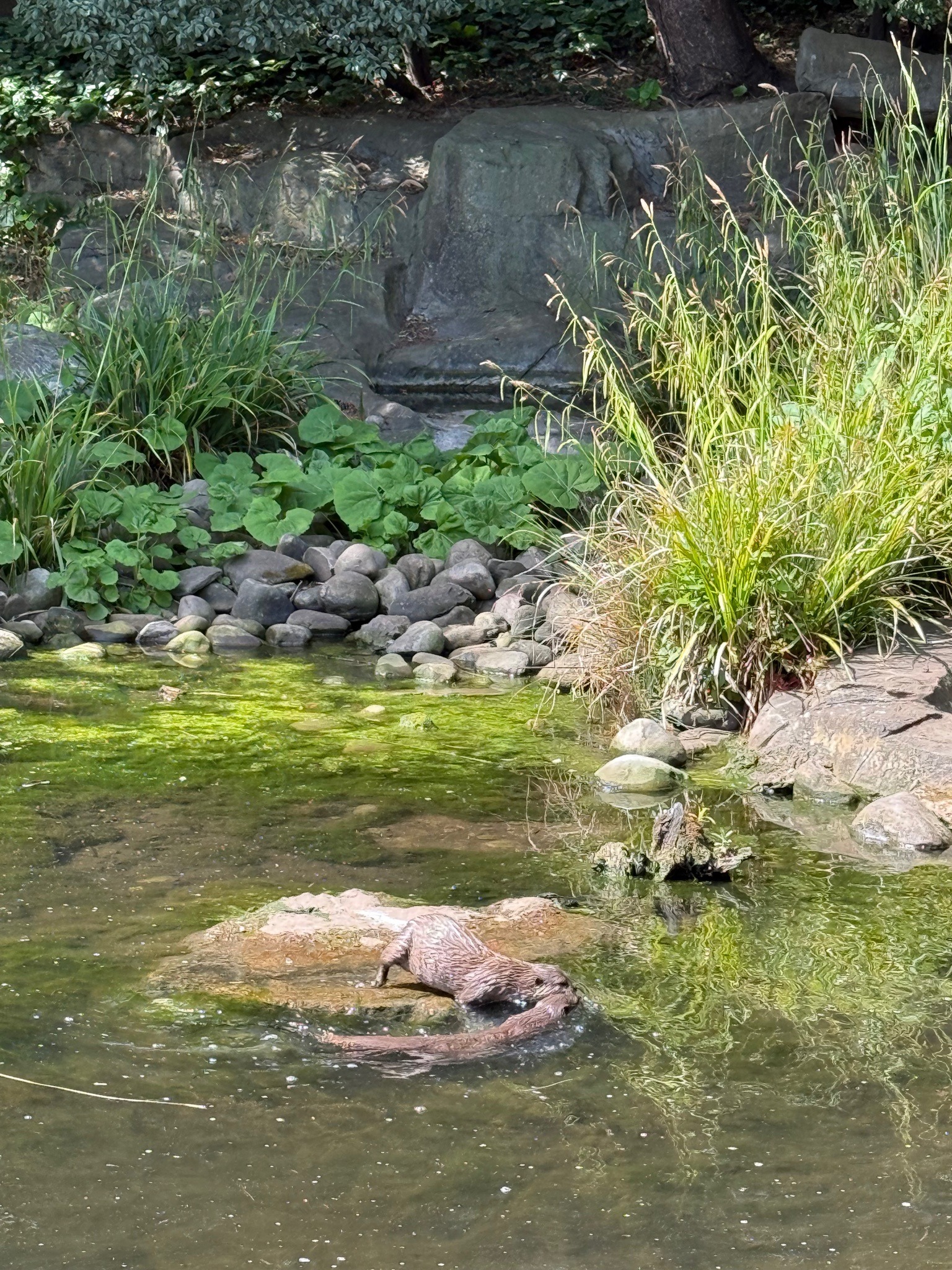 River Otter
