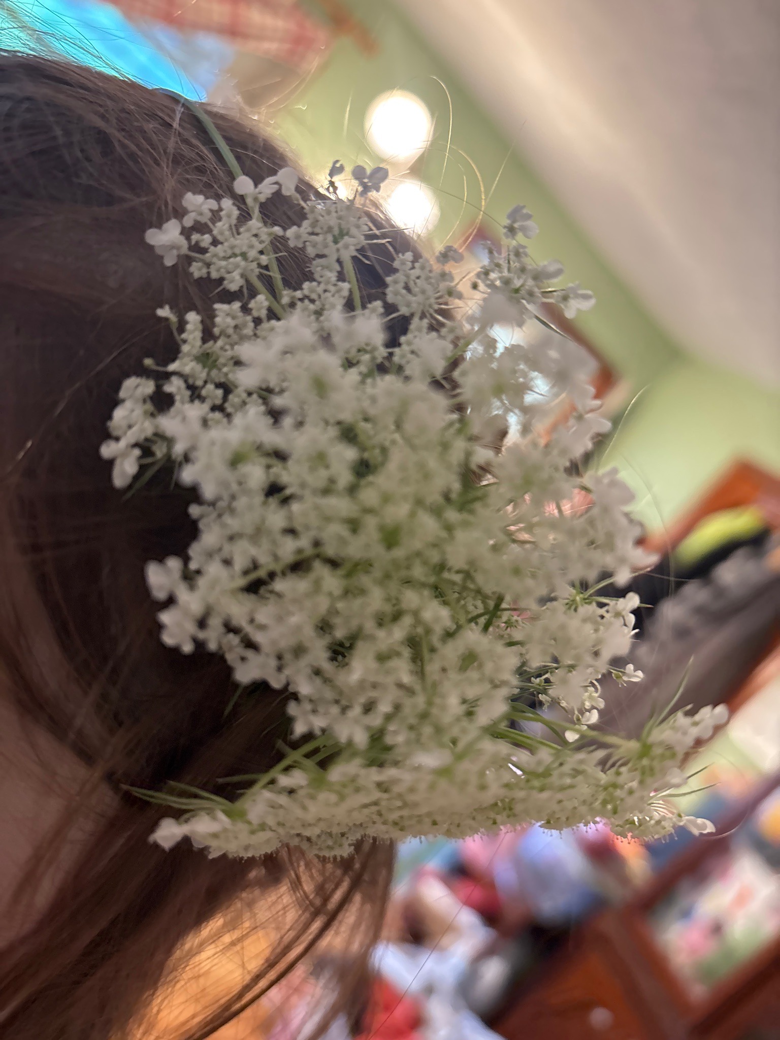 Queen Anne's Lace