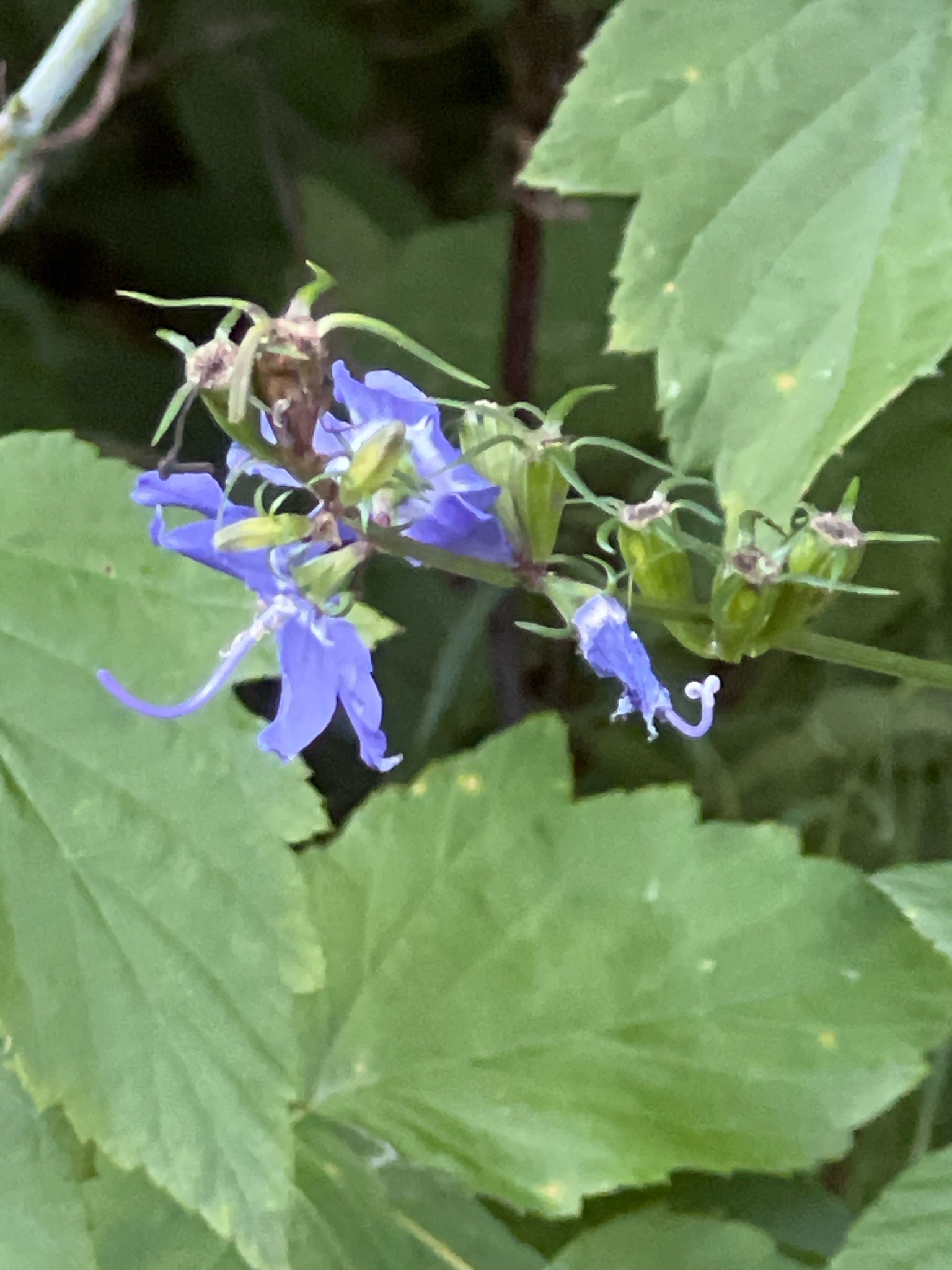 Tall Bellflower