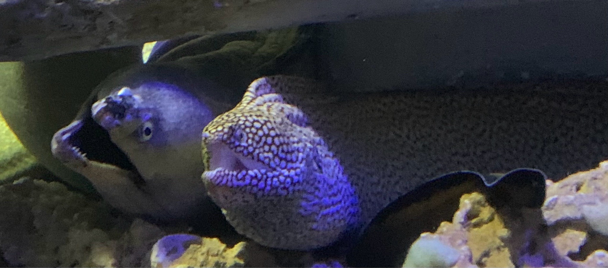 Giant Moray and Honeycomb Moray