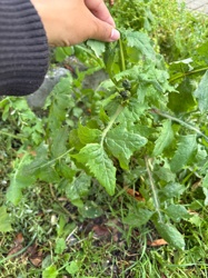 Garlic Mustard (Alliaria petiolata)